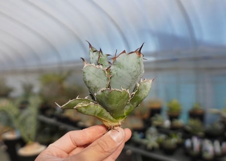 agave titanota ブラック＆ブルー　No.8