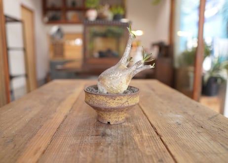パキポディウム　グラキリス　 Pachypodium Gracilius