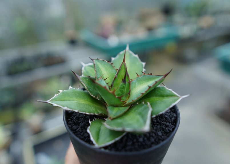 貴重‼️ アガベ などなど✨ アガベ チタノタ 希少品種 3.5号 ホワイトアイス ブラック＆ブルー