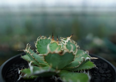 アガベ　チタノタ　フィリグリー　agave titanota filigree　No.5