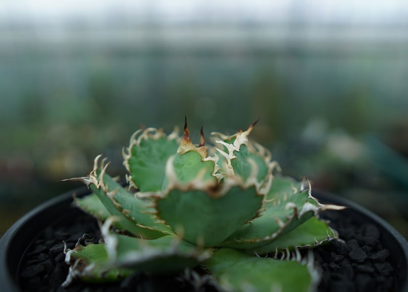 アガベ チタノタ フィリグリー agave titanota filigree No.5 |