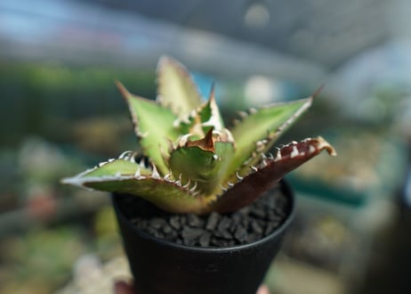 アガベ　チタノタ　レッドキャットウィーズル　Agave titanota Red catweezle　No.8