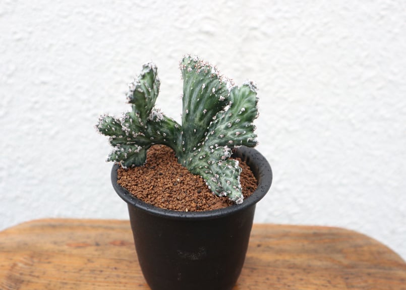 モンビレア 残雪の峰 | mana's farm:塊根植物・アガベ・ドライガーデン