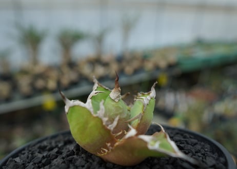 アガベ チタノタ シーザー agave titanota caesar　No.1