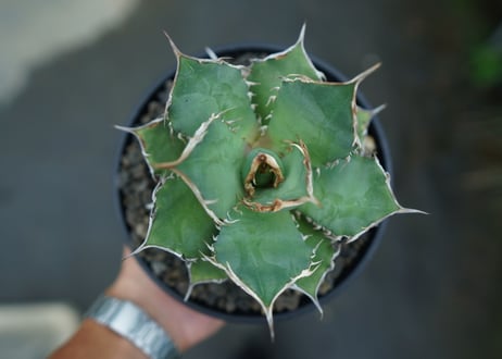 アガベ　チタノタ　FO-76　agave titanota  FO-76　No.3