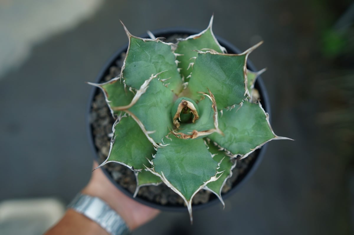 アガベ チタノタ FO-76 agave titanota FO-76 No.3 | man