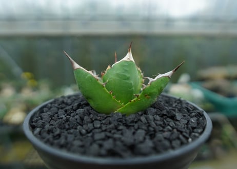 アガベ　チタノタ 　Agave titanota　No.8