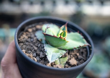 アガベ　チタノタ　ブルー　agave titanota Blue 　NO.4