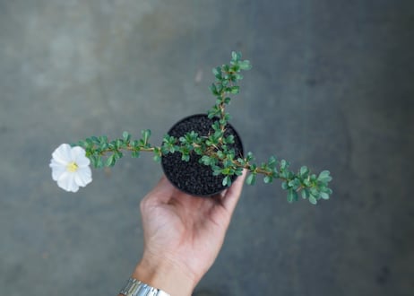 サルコカウロン バンデリエティアエ　Sarcocaulon vanderietiae