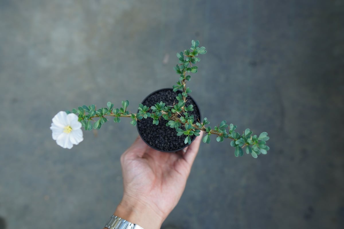 サルコカウロン バンデリエティアエ Sarcocaulon vanderietiae | ma