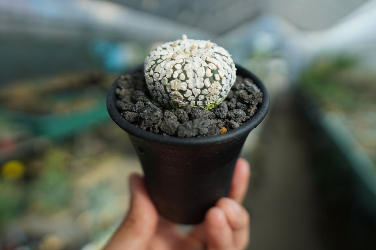 アストロフィツム スーパー兜 Astrophytum asterias 'Super Kabu アストロフィツム スーパー兜 Astrophytum asterias 'Super Kabu
