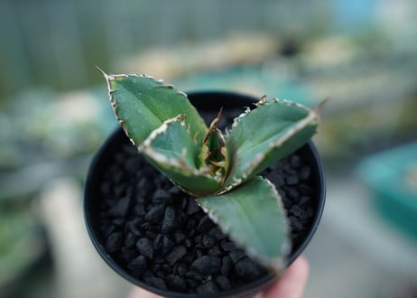 アガベ　チタノタ　鬼爪雪峰  Agave titanota “Onitsume Yukimine”　No.2