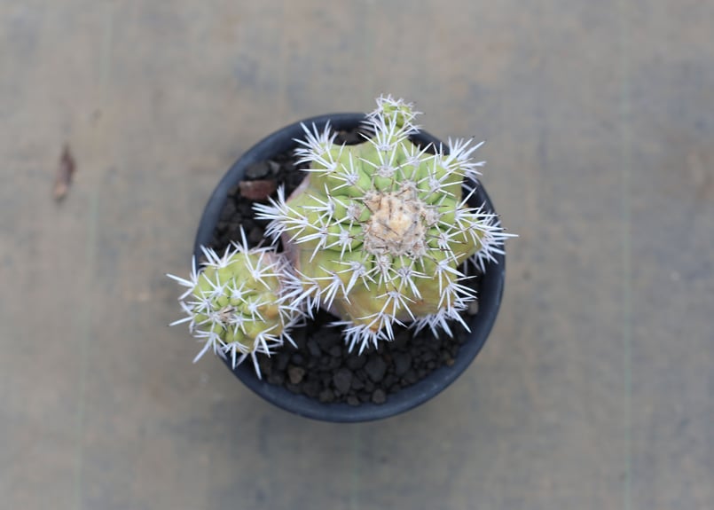 レアサボテンコレクション・コピアポア属・ハセルトニアナ(現地球)inわけけのお店 レアサボテンコレクション・コピアポア属・ハセルトニアナ(現地球)in