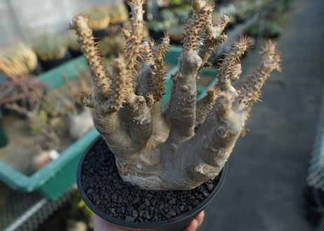 パキポディウム マカイエンセ　Pachypodium makayense　No.3