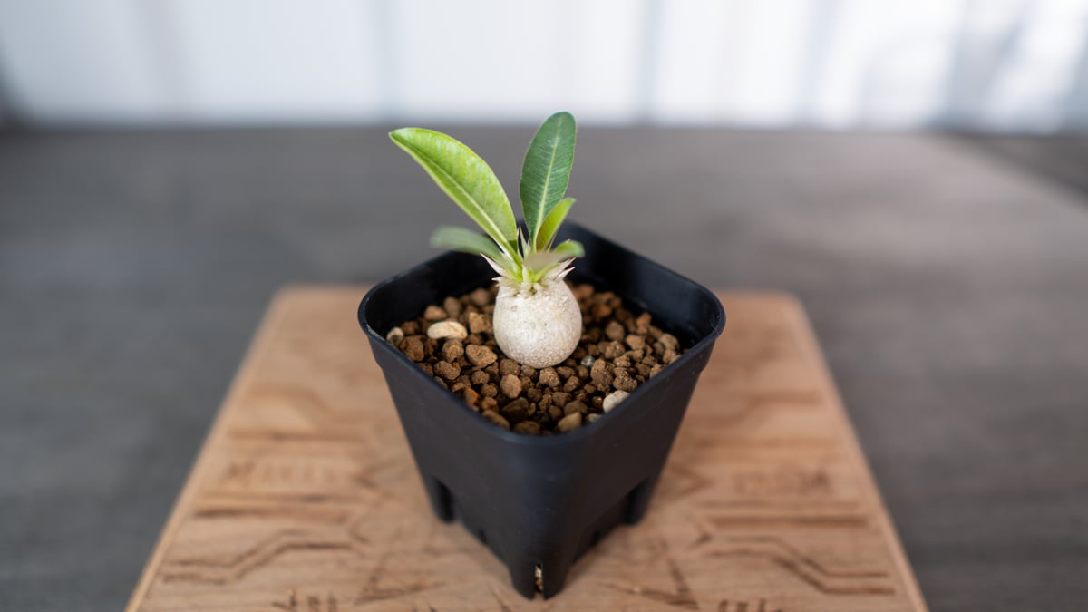 ブレビカリックス　コレクション株 ブレビカリックス コレクション株 【公式通販】