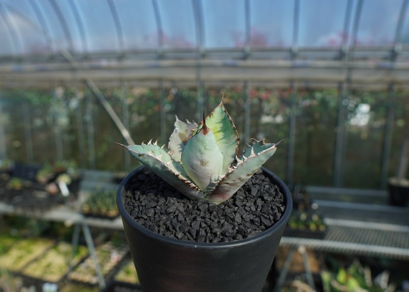 アガベ チタノタ ブルー agave titanota Blue No.1 | mana's