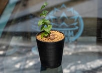 コミフォラ モンストローサ | mana's green:塊根植物販売|マナズ コミフォラ モンストローサ | mana's green:塊根植物販売|マナズ