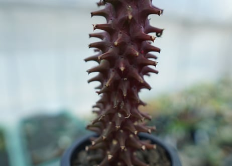 ユーフォルビア　モナデニウム　シューベイ　Euphorbia monadenium schubei