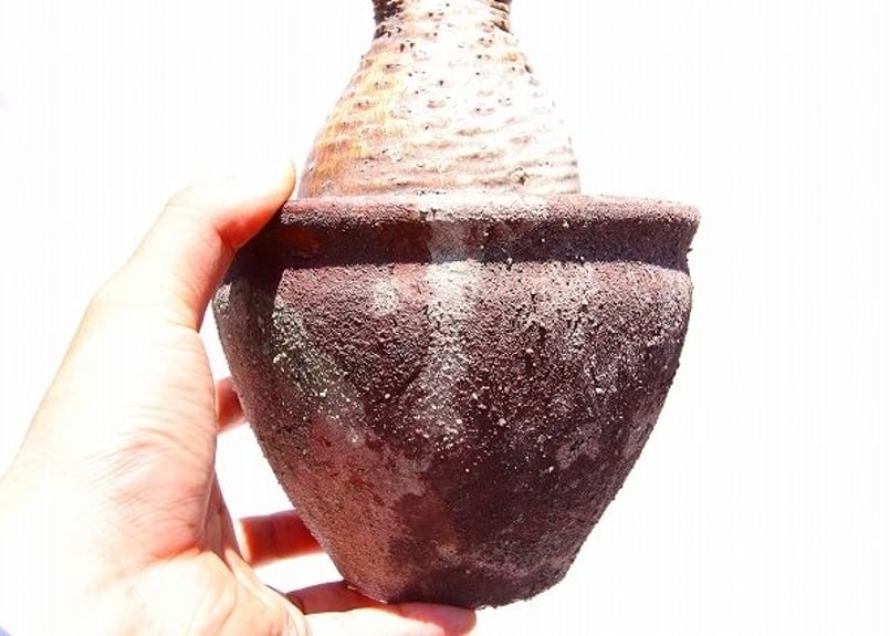 パキポディウム グラキリス 茶肌 | mana's farm:塊根植物・アガベ