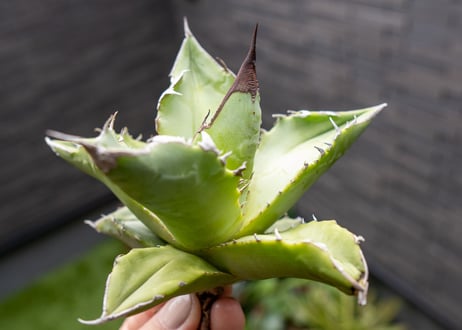 Agave Sowing seeds NO.8