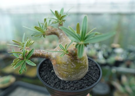 パキポディウム　グラキリス　 Pachypodium Gracilius  No.4