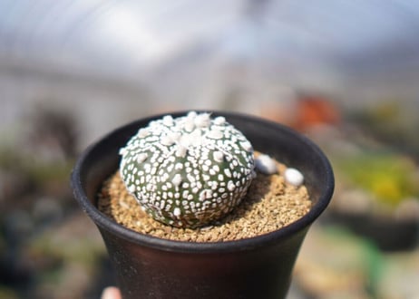 アストロフィツム　スーパー兜 Astrophytum asterias 'Super Kabuto'　No.1