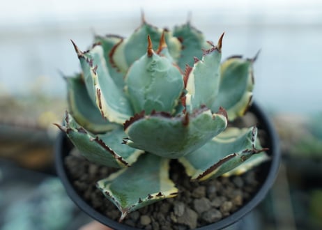 アガベ　兜蟹錦　連棘　Agave isthmensis “Kabutogani” variegata　NO.2