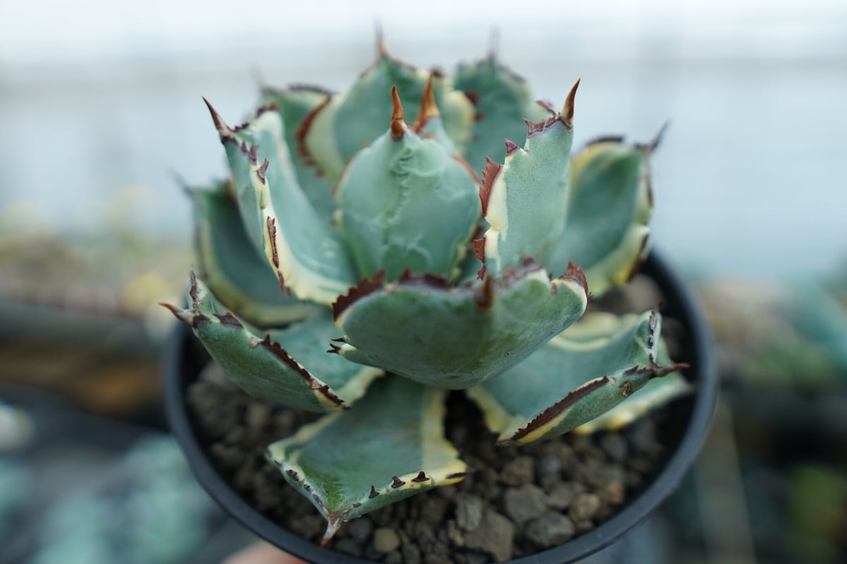アガベ CJ 特選兜蟹 Agave 連棘 イシスメンシス / CJ hybrid アガベ 兜蟹錦 連棘 Agave isthmensis “Kabutogani” varieg