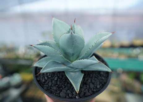 アガベ　ドラゴントゥース　Agave Dagontoes　No.3