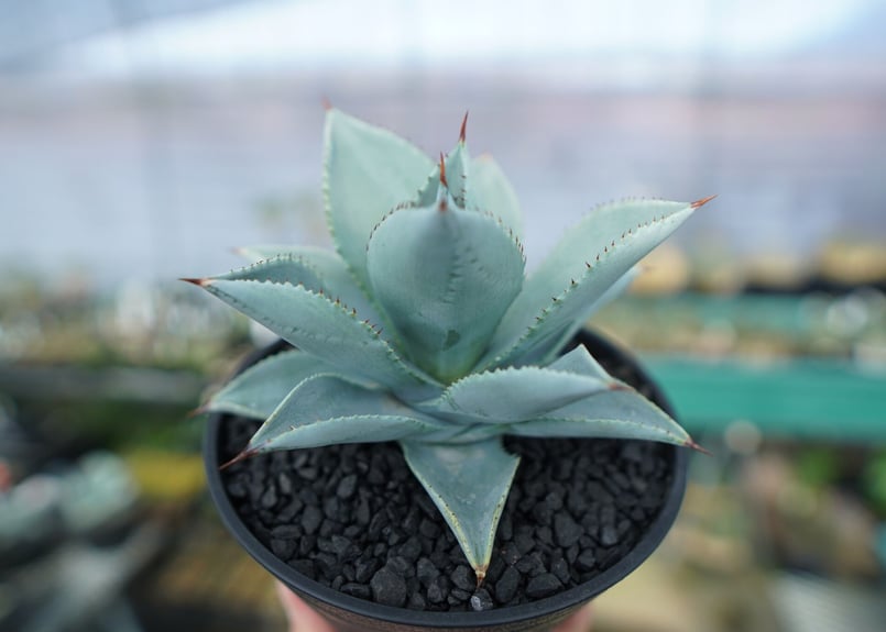 アガベ ドラゴントゥース Agave Dagontoes No.3 | mana's farm
