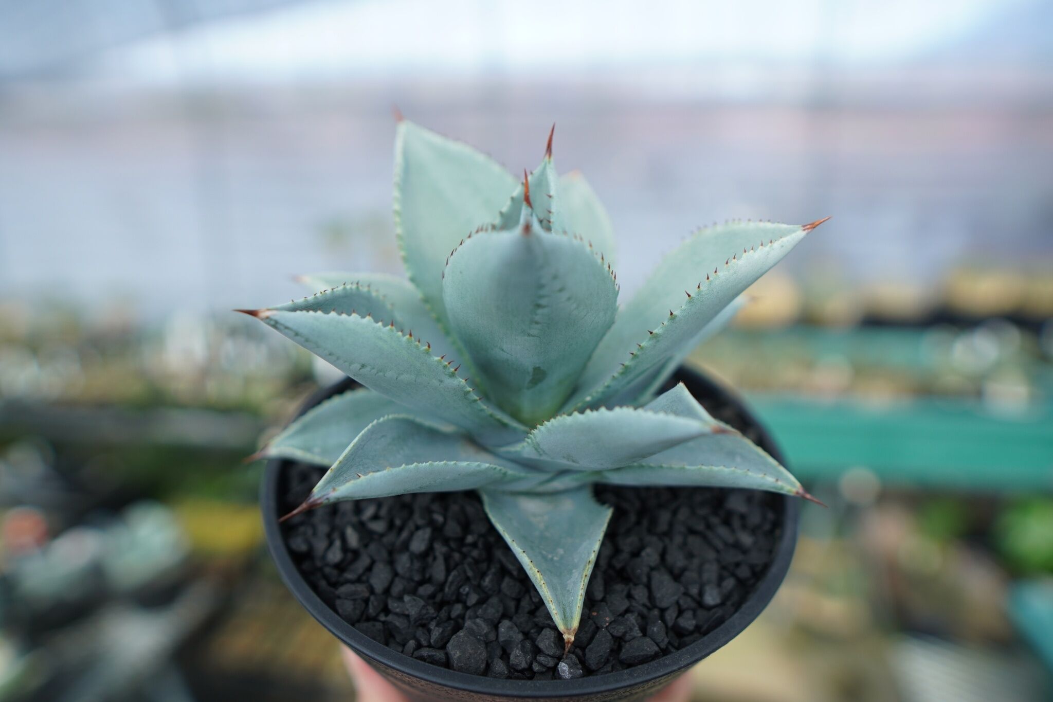アガベ ドラゴントゥース Agave Dagontoes No.3 | mana's farm