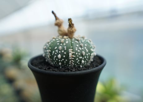 アストロフィツム　スーパー兜 Astrophytum asterias 'Super Kabuto' No.4
