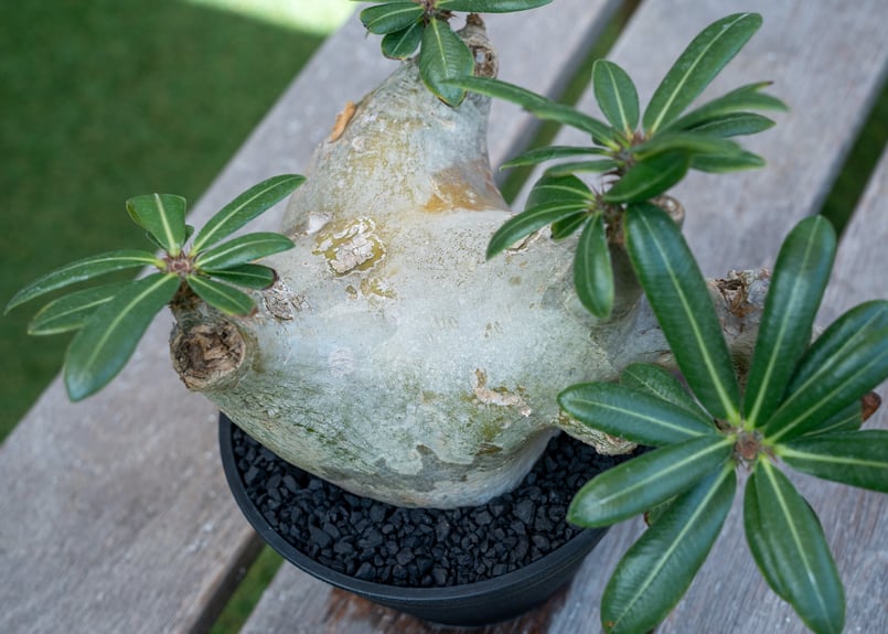 パキポディウム マカイエンセ | mana's farm:塊根植物・アガベ・ドライ