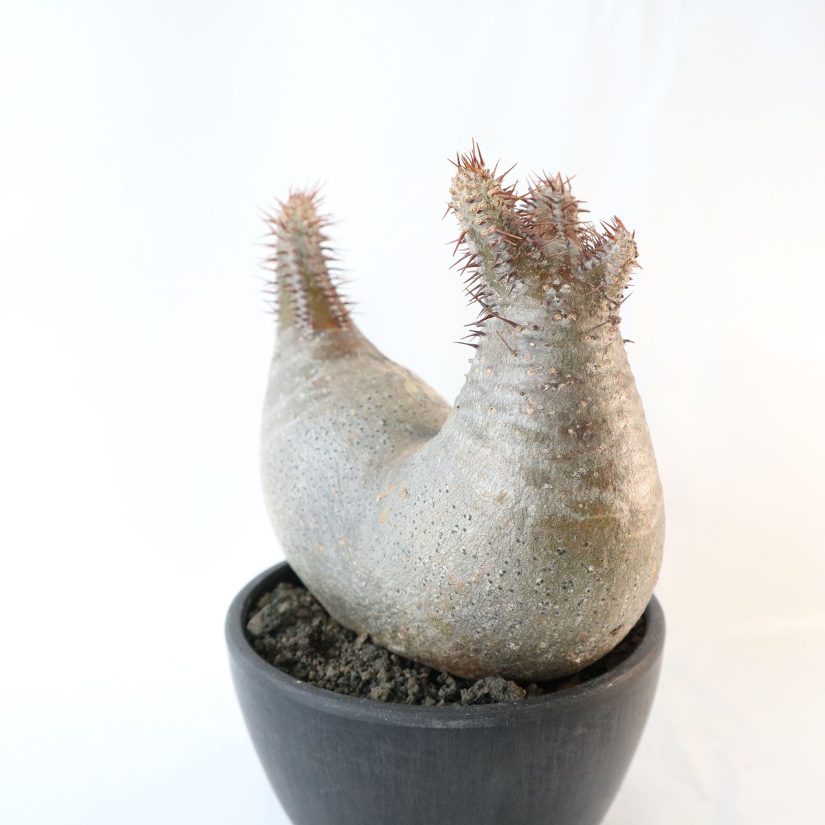 双頭パキポディウム　グラキリス　コレクション株　発根済み パキポディウム グラキリス 双頭株 №2 | mana's farm:塊根植物