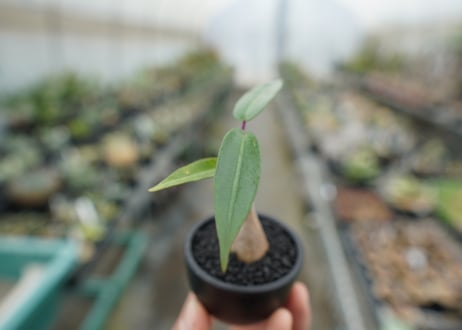 ペトペンチア　ナタレンシス　Petopentia natalensis  No.1