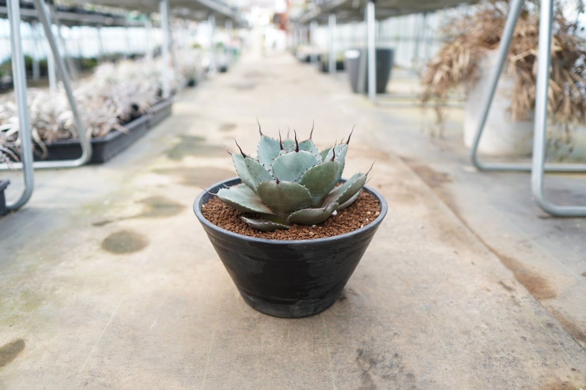 fit=scale-down,w=1200