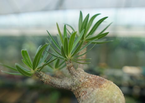 パキポディウム　グラキリス　 Pachypodium Gracilius  No.1