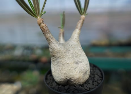 パキポディウム　グラキリス　 Pachypodium Gracilius  No.1