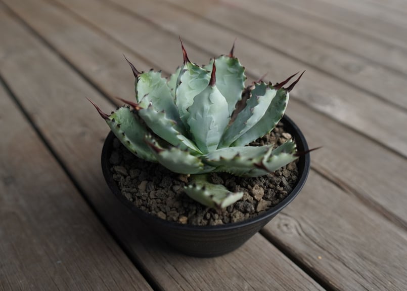 アガベ マクロアカンサ×ポタトラム Agave macroacantha×potatorum