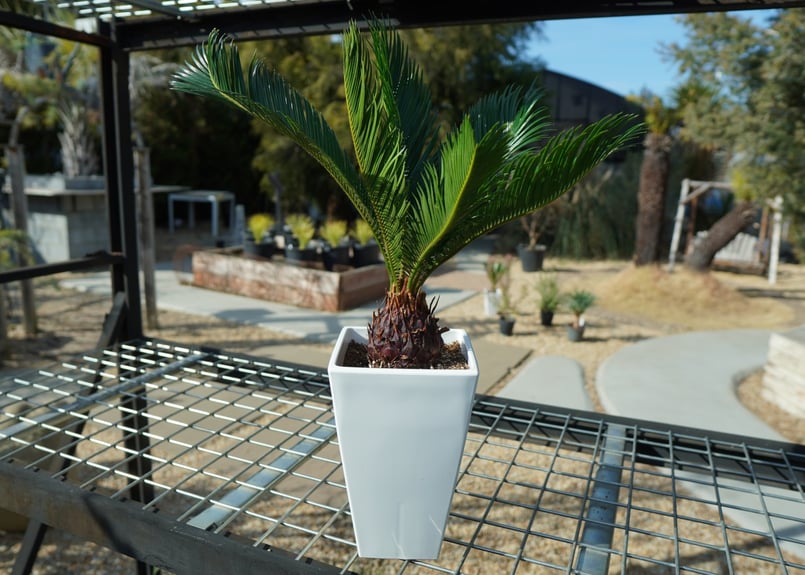 ソテツ No.1 | mana's farm:塊根植物・アガベ・ドライガーデン植物販売