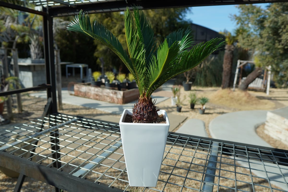 ソテツ No.1 | mana's farm:塊根植物・アガベ・ドライガーデン植物販売