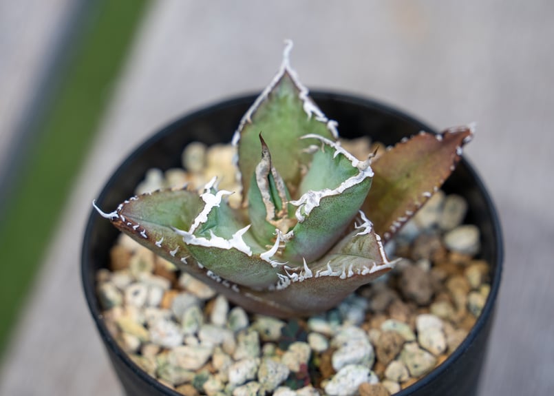 アガベ fo076 ボールタイプ アガベチタノタボールタイプ fo-076 グレー