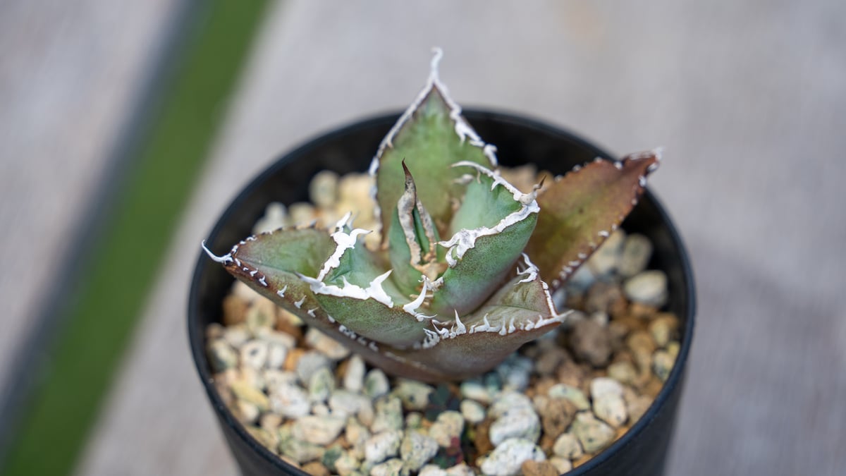 アガベ チタノタ FO-76 NO.2 | mana's farm:塊根植物・アガベ・ドライガ