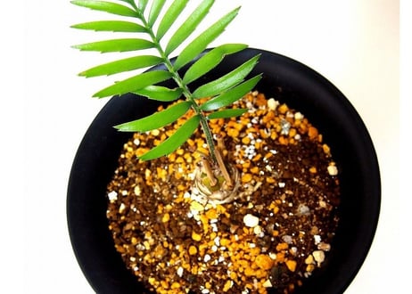 Encephalartos longifolius　エンセファラルトス　ロンギフォリウス