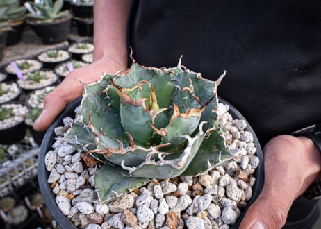 agave titanota　白鯨  ガチムチ選抜株  No.2