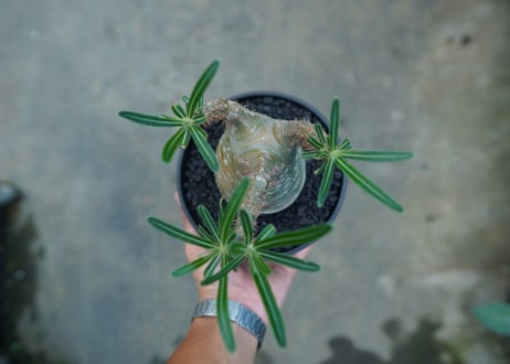 パキポディウム　グラキリス　 Pachypodium Gracilius  No.3