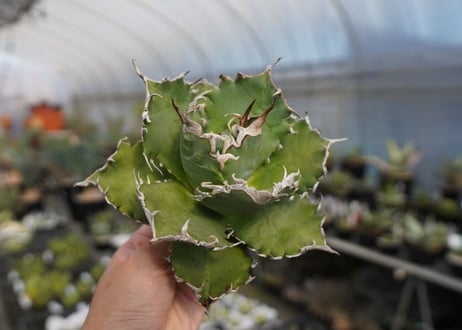 agave titanota ソーラーエクリプス　solareclipse　No.1