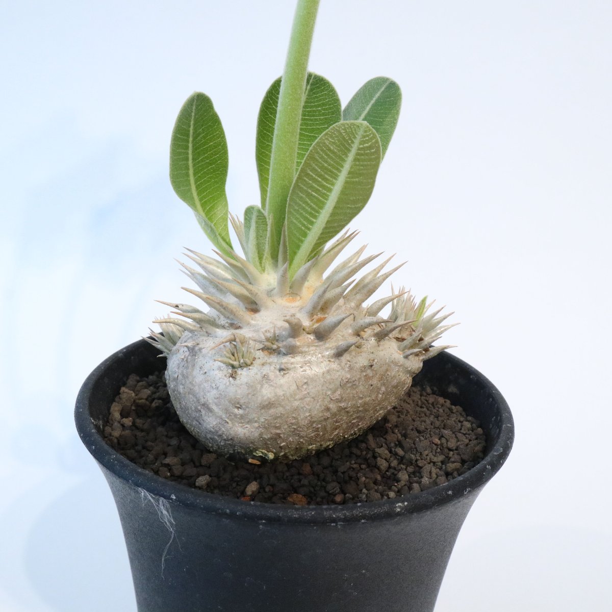 【植物引退】恵比寿笑　実生 植物引退】恵比寿笑 実生 パキポディウム 恵比寿笑い 実生