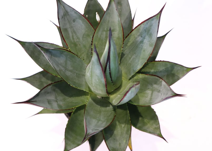 アガベ ブルーグロー | mana's farm:塊根植物・アガベ・ドライガーデン アガベ ブルーグロー | mana's farm:塊根植物・アガベ・ドライガーデン