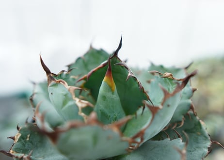 アガベ　チタノタ　 ブラックアンドブルー 　Agave titanota black and blue　NO.5